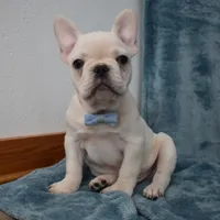 Pluto , a male French Bulldog for sale in Millersburg, OH – Photo 1 of 5