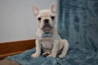 Pluto , a male French Bulldog for sale in Millersburg, OH – Photo 1 of 5