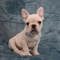 Pluto , a male French Bulldog for sale in Millersburg, OH – Photo 3 of 5