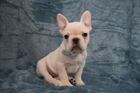 Pluto , a male French Bulldog for sale in Millersburg, OH – Photo 3 of 5