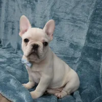 Pluto , a male French Bulldog for sale in Millersburg, OH – Photo 2 of 5