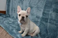 Pluto , a male French Bulldog for sale in Millersburg, OH – Photo 2 of 5