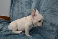 Pluto , a male French Bulldog for sale in Millersburg, OH – Photo 4 of 5