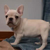 Pluto , a male French Bulldog for sale in Millersburg, OH – Photo 5 of 5