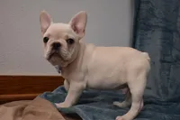 Pluto , a male French Bulldog for sale in Millersburg, OH – Photo 5 of 5