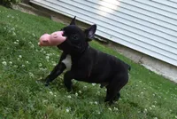 Palmar , a male French Bulldog for sale in Millersburg, OH – 2 of 5