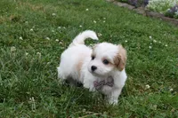 Twilight , a female Cavachon for sale in Millersburg, OH – 3 of 5