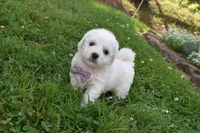 Theresa, a female Cavachon for sale in Millersburg, OH – 5 of 7