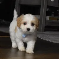 Carter , a male Cavachon for sale in Millersburg, OH – Photo 1 of 4