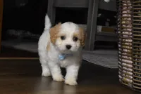 Carter , a male Cavachon for sale in Millersburg, OH – Photo 1 of 4