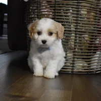 Carter , a male Cavachon for sale in Millersburg, OH – Photo 2 of 4
