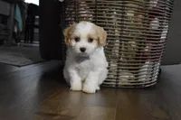 Carter , a male Cavachon for sale in Millersburg, OH – Photo 2 of 4