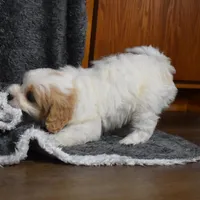 Carter , a male Cavachon for sale in Millersburg, OH – Photo 4 of 4