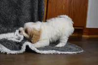 Carter , a male Cavachon for sale in Millersburg, OH – Photo 4 of 4