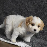 Carter , a male Cavachon for sale in Millersburg, OH – Photo 3 of 4