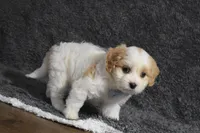 Carter , a male Cavachon for sale in Millersburg, OH – Photo 3 of 4
