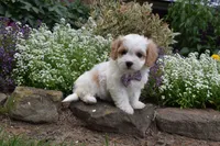 Twilight , a female Cavachon for sale in Millersburg, OH – 2 of 5