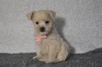 Trisha , a female Poodle - Toy  for sale in Millersburg, OH – Photo 2 of 4