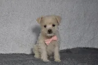 Trisha , a female Poodle - Toy  for sale in Millersburg, OH – Photo 1 of 4