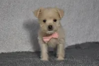 Trisha , a female Poodle - Toy  for sale in Millersburg, OH – Photo 3 of 4