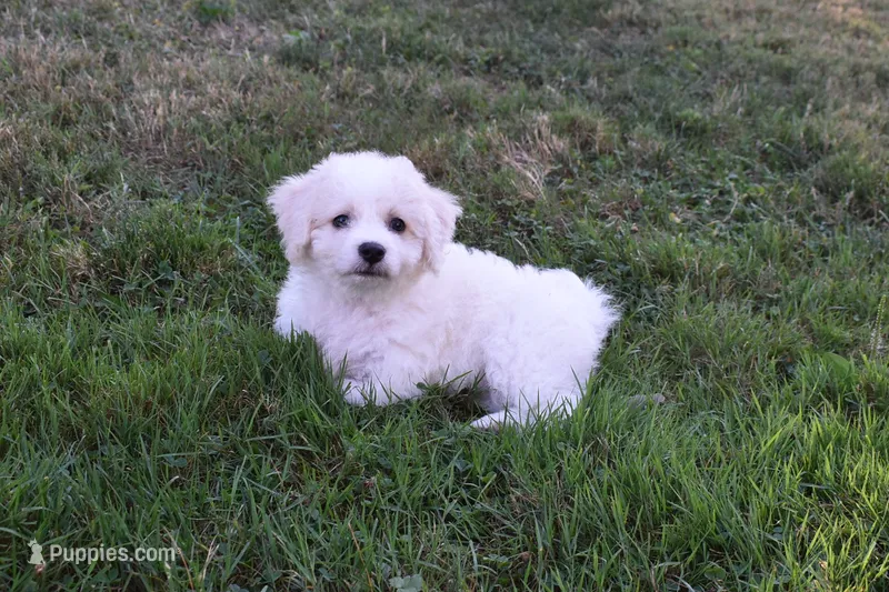 Tigger – Cavachon puppy for sale in Millersburg, OH