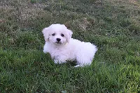 Tigger, a male Cavachon for sale in Millersburg, OH – 1 of 5