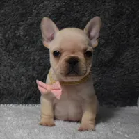 Willow, a female French Bulldog for sale in Millersburg, OH – Photo 2 of 5