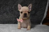Willow, a female French Bulldog for sale in Millersburg, OH – Photo 2 of 5