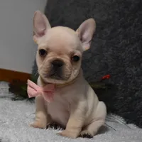 Willow, a female French Bulldog for sale in Millersburg, OH – Photo 3 of 5