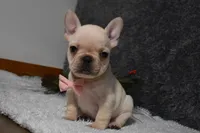 Willow, a female French Bulldog for sale in Millersburg, OH – Photo 3 of 5