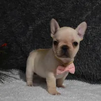 Willow, a female French Bulldog for sale in Millersburg, OH – Photo 5 of 5