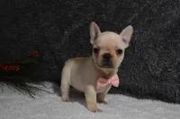 Willow, a female French Bulldog for sale in Millersburg, OH – Photo 5 of 5