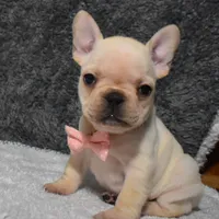 Willow, a female French Bulldog for sale in Millersburg, OH – Photo 1 of 5