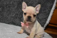 Willow, a female French Bulldog for sale in Millersburg, OH – Photo 1 of 5