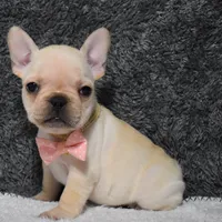 Willow, a female French Bulldog for sale in Millersburg, OH – Photo 4 of 5
