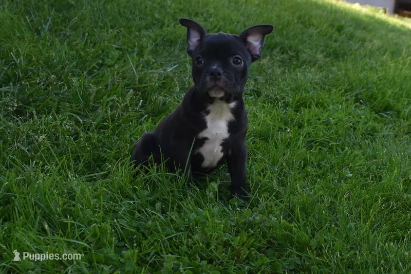 Delilah, a female French Bulldog and Pug for sale in Millersburg, OH – Photo 1 of 4
