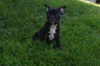 Delilah, a female French Bulldog and Pug for sale in Millersburg, OH – Photo 1 of 4