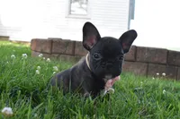Sophia , a female French Bulldog for sale in Millersburg, OH – 3 of 5