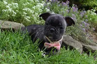 Mia , a female French Bulldog and Pug for sale in Millersburg, OH – 4 of 6
