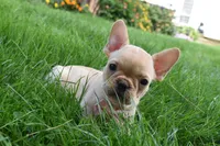 Sierra , a female French Bulldog for sale in Millersburg, OH – 4 of 5