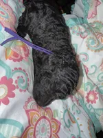 Purple Collar, a female Goldendoodle for sale in Livingston, TX – Photo 5 of 6