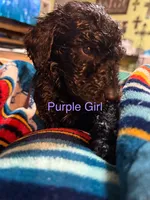 Purple Collar, a female Goldendoodle for sale in Livingston, TX – Photo 2 of 6