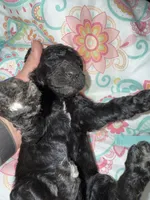 Purple Collar, a female Goldendoodle for sale in Livingston, TX – Photo 3 of 6