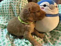 Lime Green Boy, a male Goldendoodle for sale in Livingston, TX – Photo 2 of 6