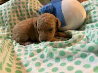 Lime Green Boy, a male Goldendoodle for sale in Livingston, TX – Photo 1 of 6