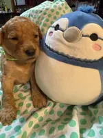 Lime Green Boy, a male Goldendoodle for sale in Livingston, TX – Photo 5 of 6