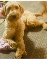 Lime Green Boy, a male Goldendoodle for sale in Livingston, TX – Photo 3 of 6