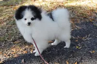Lady, a female Pomeranian for sale in Milton, FL – Photo 8 of 10