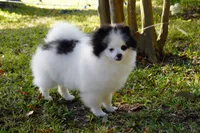 Lady, a female Pomeranian for sale in Milton, FL – Photo 6 of 10