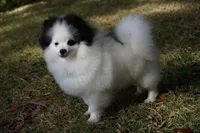 Lady, a female Pomeranian for sale in Milton, FL – Photo 1 of 10